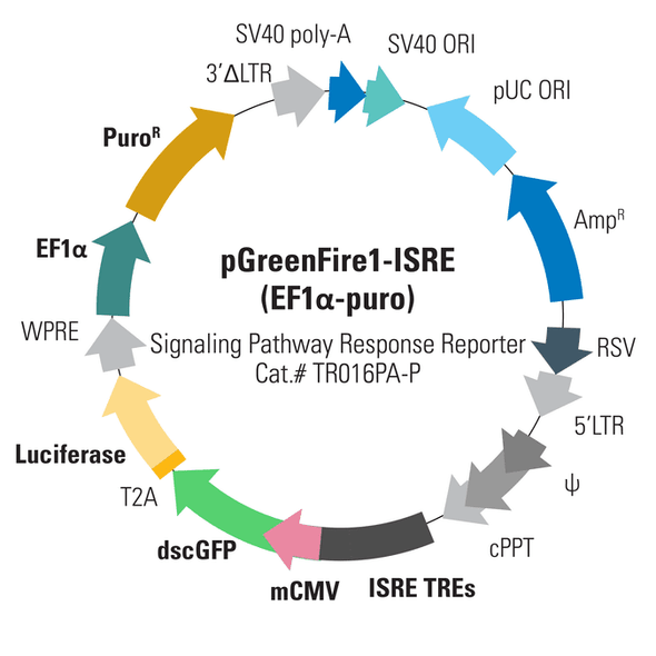 pGreenFire1-ISRE (virus) + EF1-Puro