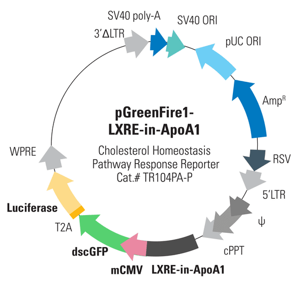 pGreenFire1-LXRE in ApoA1 (virus)