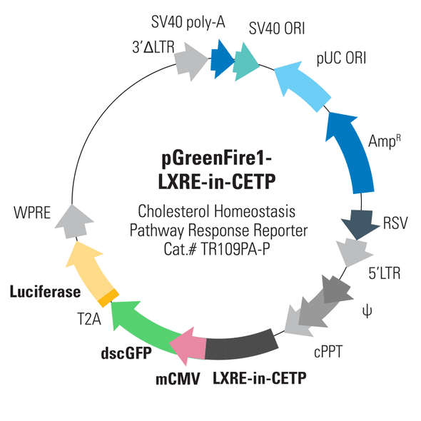 pGreenFire1-LXRE in CETP (plasmid)