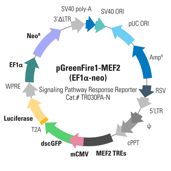pGreenFire1-MEF2 (virus) + EF1-Neo