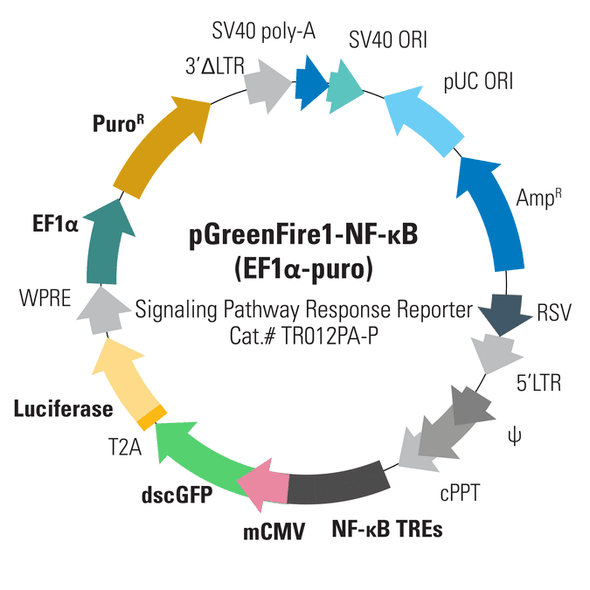 pGreenFire1-NF-kB (plasmid)+ EF1-Puro