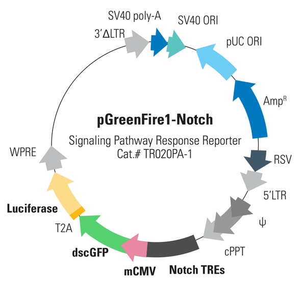 pGreenFire1-Notch (virus) + EF1-Neo