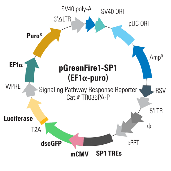 pGreenFire1-SP1 (virus) + EF1-Puro