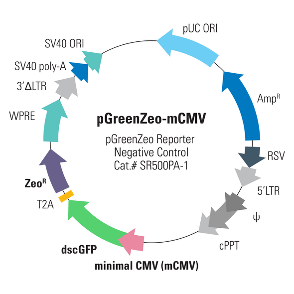 pGreenZeo-mCMV Virus [negative control]