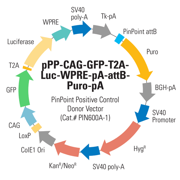 PinPoint Donor Positive Control Vector: CAG->GFP+Luciferase (pPP-CAG-GFP-T2A-Luc-WPRE-pA-attB-Puro-pA)