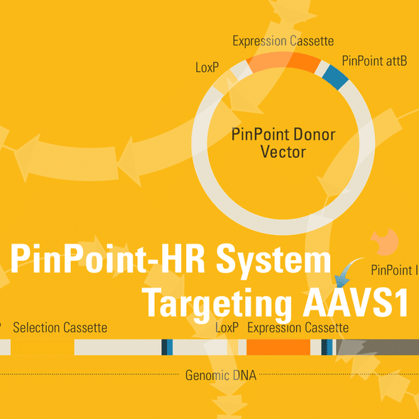 PinPoint-HR System for Platform Cell Line Generation & Retargeting of AAVS1 Safe Harbor Locus (includes PIN410A-1, CAS601A-1, PIN200A-1, PIN510A-1, & PIN600A-1)