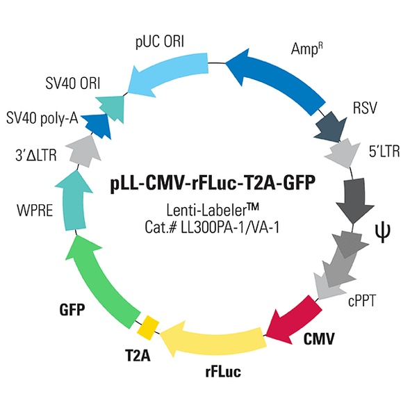 pLL-CMV-rFLuc-T2A-GFP [Lenti-LabelerTM plasmid]