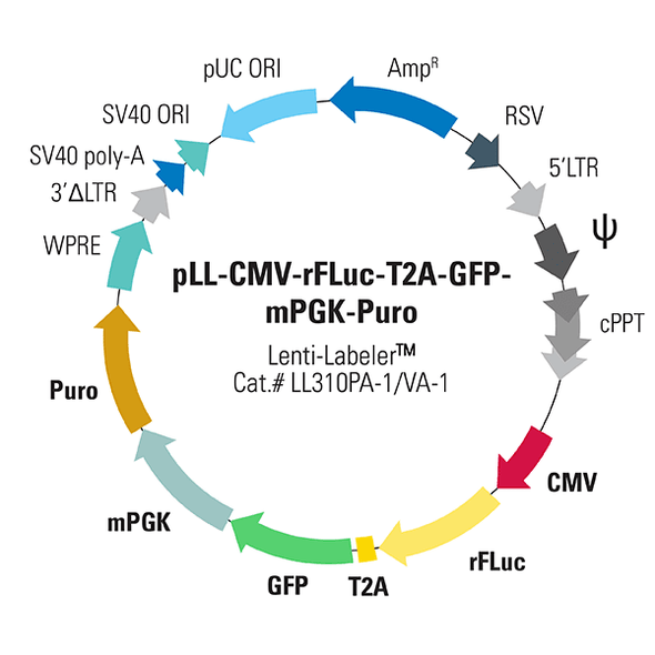 pLL-CMV-rFLuc-T2A-GFP-mPGK-Puro [Lenti-LabelerTM plasmid]