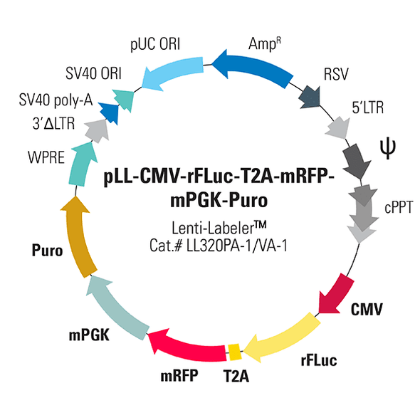 pLL-CMV-rFLuc-T2A-mRFP-mPGK-Puro [Lenti-LabelerTM virus]