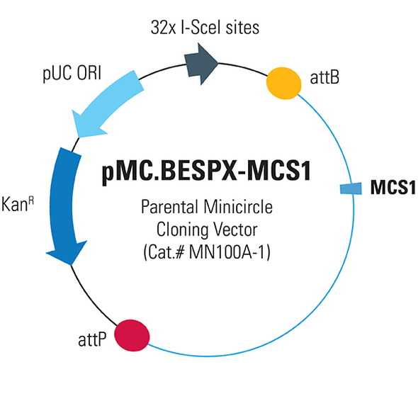 pMC.CMV-MCS-EF1-GFP-SV40PolyA