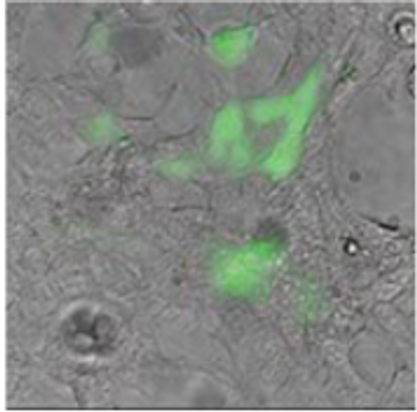 pPACK-SPIKE D614G, SARS-CoV-2 “S” Pseudotype – D614G Mutant – Lentivector Packaging