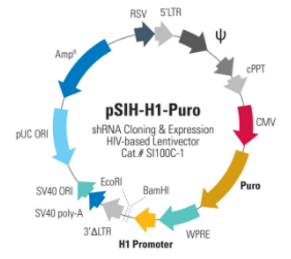 pSIH1-H1-Puro shRNA Cloning and Expression Vector