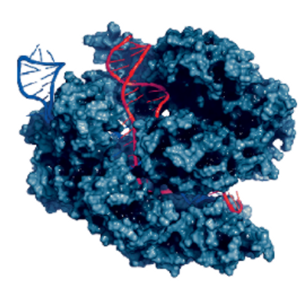 Purified Cas9 Protein (NLS-Cas9-NLS)