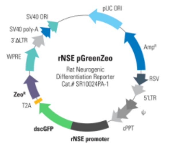 Rat NSE Differentiation Reporter (pGreenZeo, Plasmid)