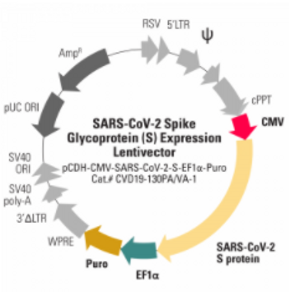 SARS-CoV-2 Spike Glycoprotein Expression (S) Lentivector, pCDH-CMV-SARS-CoV-2-S-EF1α-Puro (Plasmid