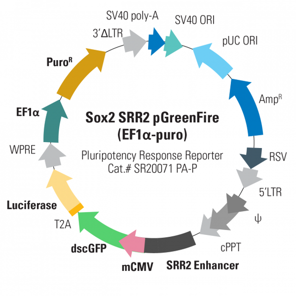Sox2 SRR2-pGreenFire Response Reporter (with EF1-Puro)