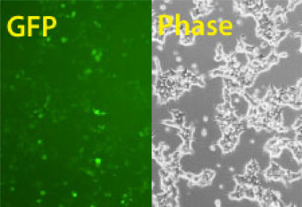 Transfection-ready hspCas9-T2A-GFP SmartNuclease mRNA (wildtype Cas9 with GFP marker)