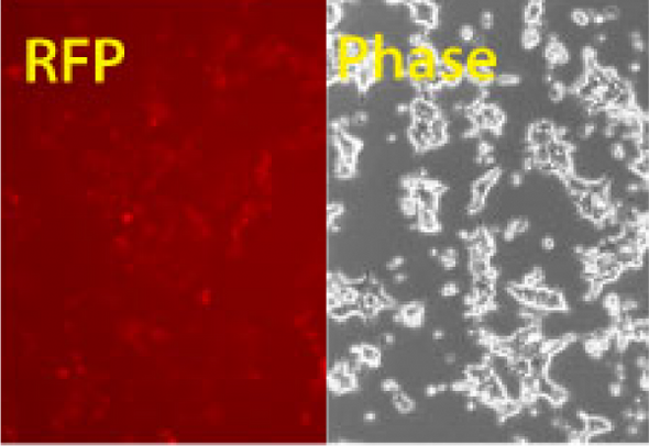 Transfection-ready hspCas9-T2A-RFP SmartNuclease mRNA (wildtype Cas9 with RFP marker)