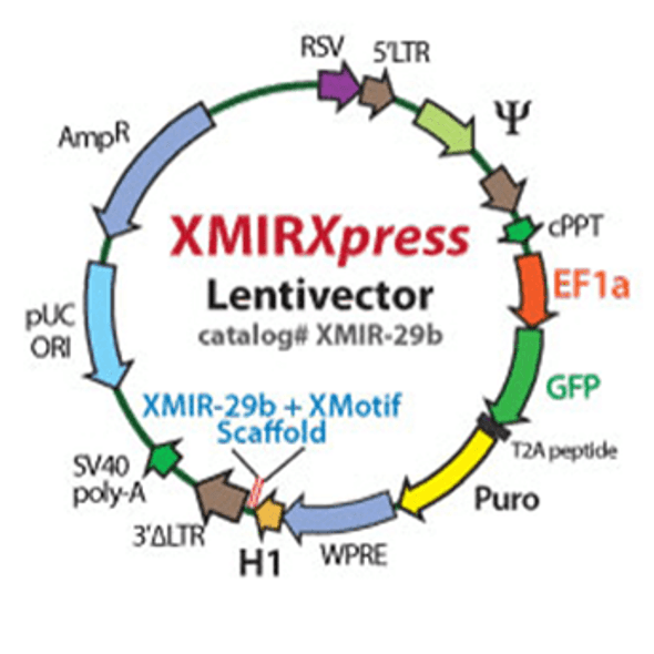XMIRXpress lentivector miRNA-221-3p with Xmotif