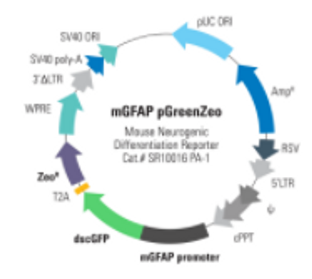 Mouse GFAP Differentiation Reporter (pGreenZeo, Virus) Mouse GFAP Differentiation Reporter (pGreenZeo, Virus)
