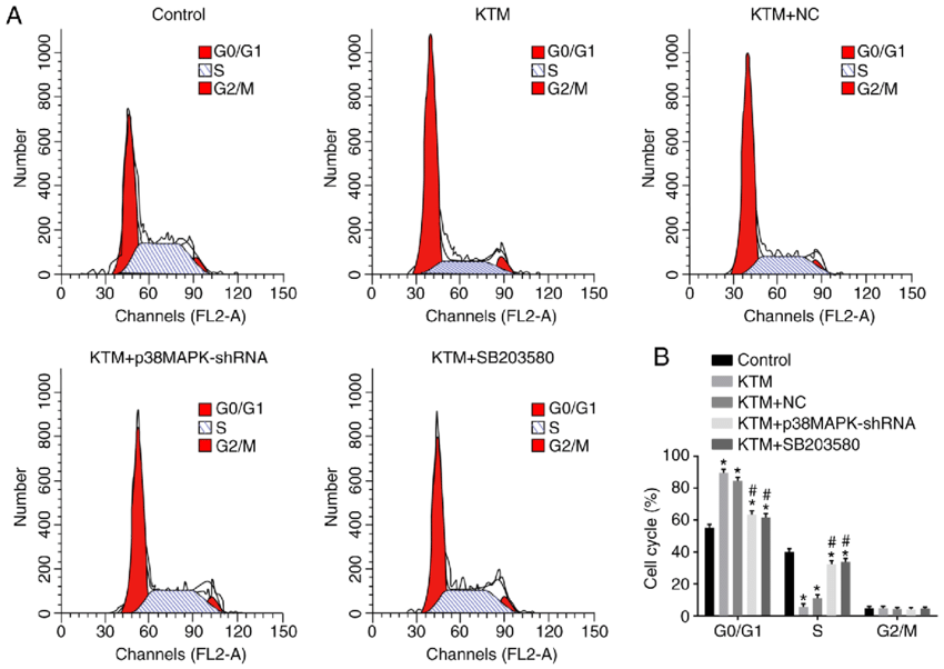 a-and-b-flow-cytometry-with-pi-staining-demonstrates-that-silencing-p38mapk-facilitates.png