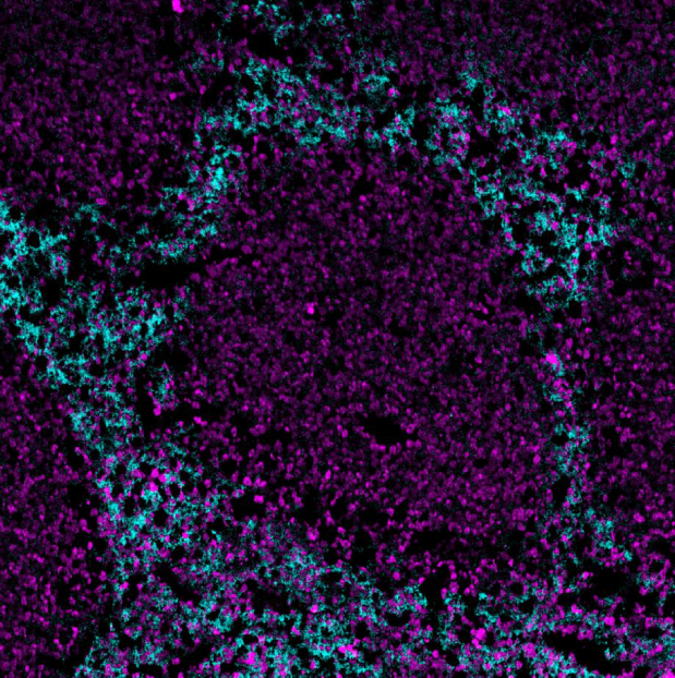 fa-80-bm8-ionpath-mibi-staining-fresh-frozen-mouse-spleen.png