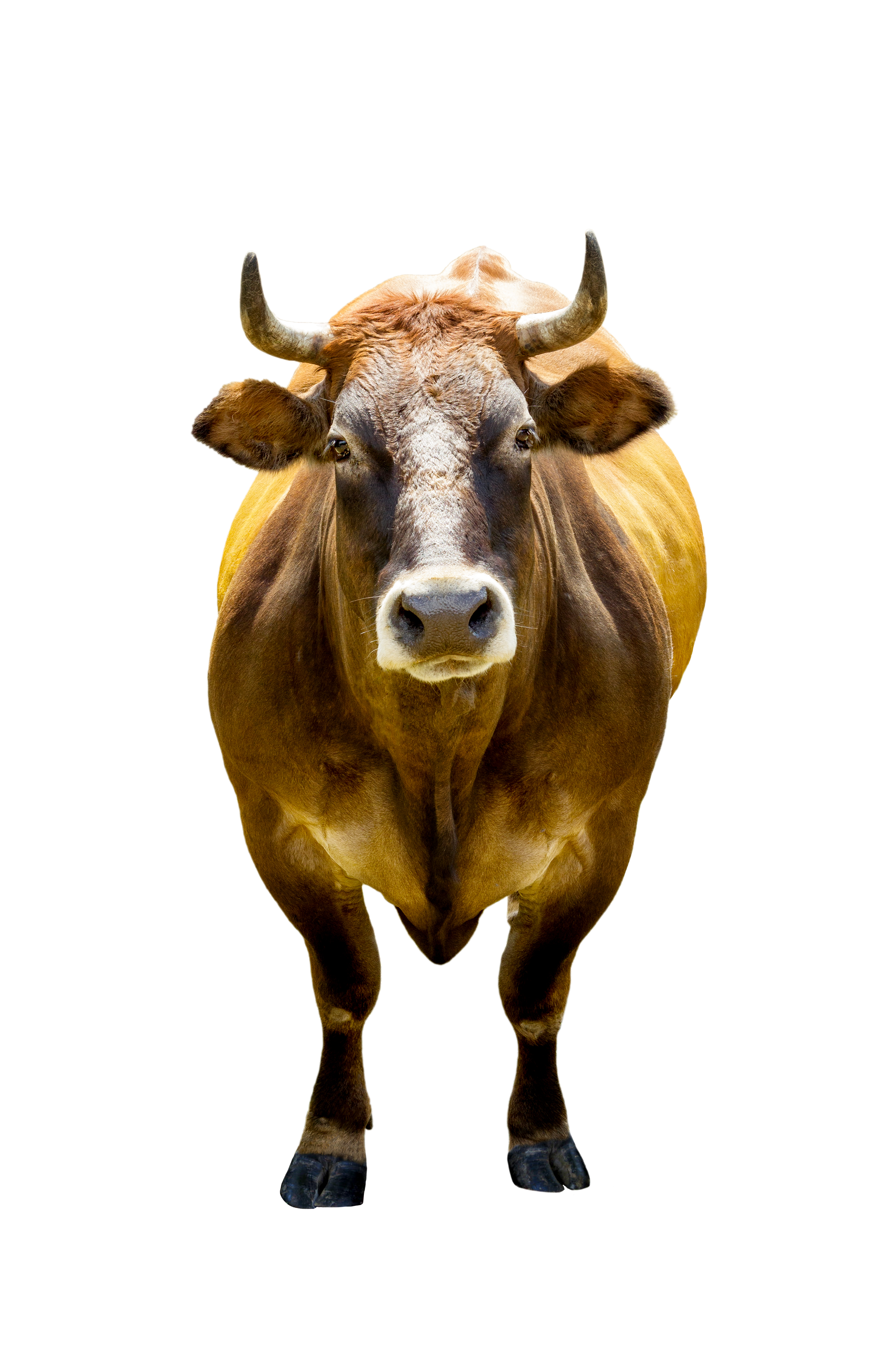 front-view-of-brown-cow-isolated-2021-09-03-23-05-02-utc.jpg