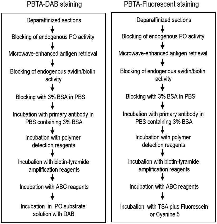 overview-of-the-protocol-for-the-pbta-method-protocols-for-the-pbta-dab-left-and.png