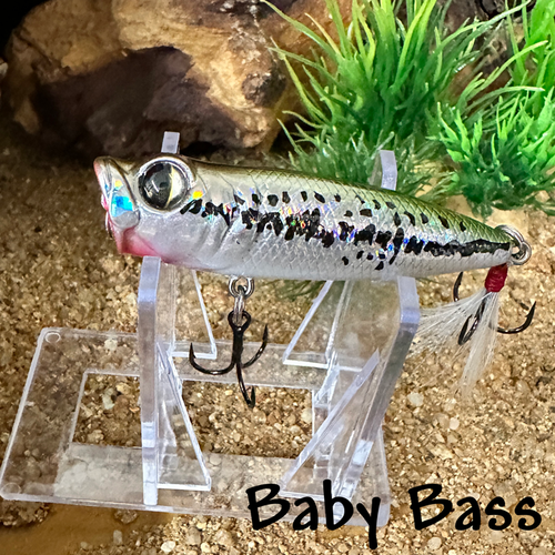 Baby Bass