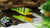 Perch