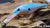 Blueback