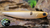 Ghost Minnow