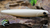 Bone