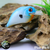 Blueback
