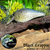 Black Crappie