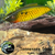 Tennessee Shad
