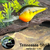 Tennessee Shad