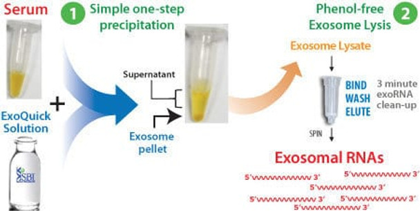 ExoQuick® Exosome Isolation and RNA Purification Kit (for Serum & Plasma)