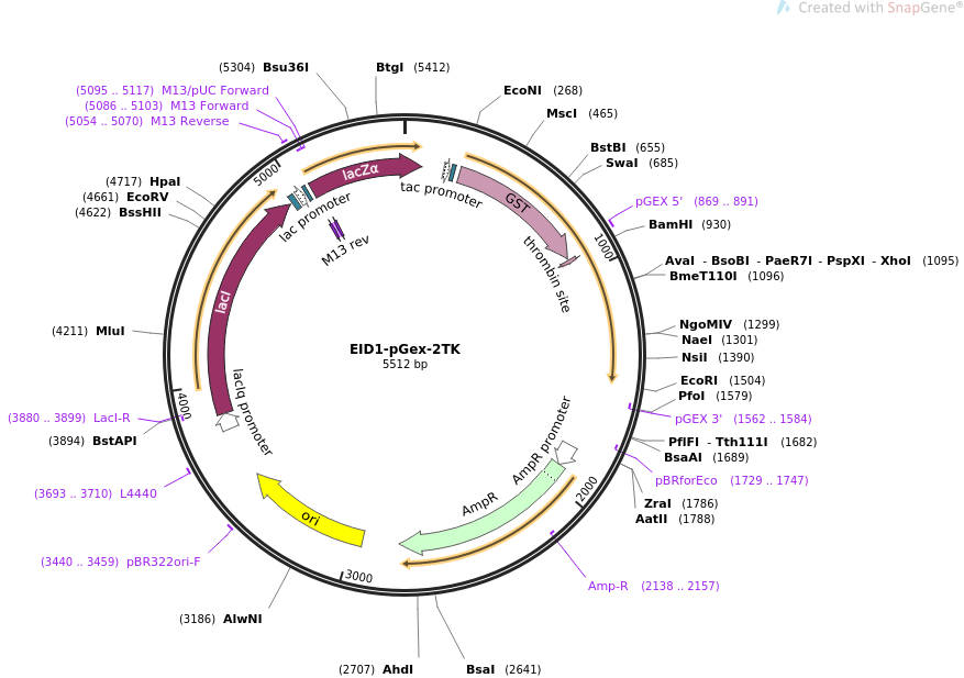 addgene-plasmid-22689-sequence-10375-map.png