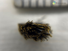 MoO3Cl Cl doped MoO3 crystals