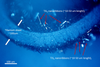 Image shows TiS3 nanoribbons grown onto Ti sheets through VLS growth technique