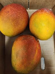 Order Kent mangoes online from IndianOnlineGrocery.com. Premium sweet mangoes with smooth texture and rich tropical flavor.