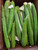 Fresh Turia(Ridge Gourd,Chinese Okra) 2lb-Indian Vegetables,USA
