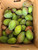 Buy fresh green raw mangoes online in the USA. Perfect for pickles, chutneys, dal, and curries. Sour, firm & farm fresh quality delivered.