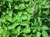 The Tulsi plant Ocimum sanctum or Ocimum tenuiflorum is cultivated in India and South Asia. Its leaves and essential oil create an aromatic spicy flavor. The green leaves are a popular ingredient in ayurvedic remedies for internal and external use to treat stomach disorders, headaches, inflammations, help to relief stress, and are common in cosmetic skin care products. Dried Tulsi leaves make a delicious herbal infusion with a deep sweet-spicy taste.