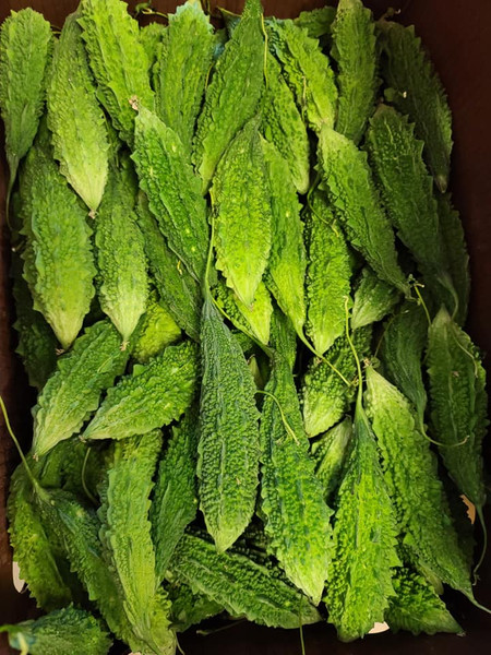 Fresh Karela (Bitter Melon / Bitter Gourd) – 5lb Bulk Pack | USA