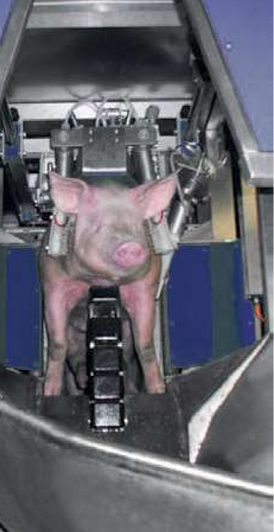 MEFE Auto stun Conveyor 3 Point contact