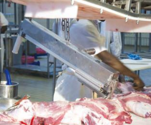 Bone Puller  - Shoulder Blade Puller