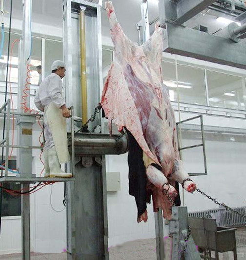 MEFE HIDE PULLER - capacity from 30/hour to 50/hour (60 Max)