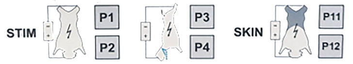 High Frequency Immobilization & Bleed Stimulator